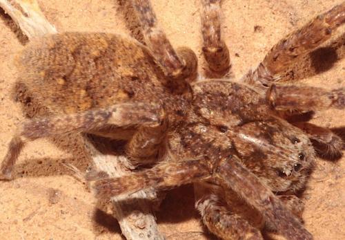 Zoropsis sp.